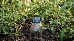 V skleníku jsem zakopal 20 pětilitrových lahví – rajčatům se daří skvěle, kořeny jsou třikrát delší